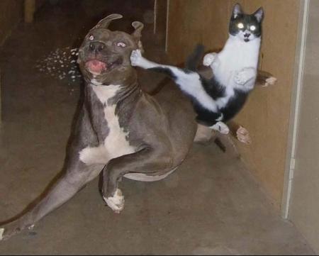 jolie coup