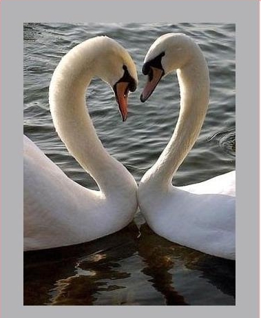 amour